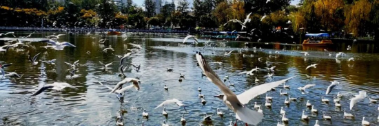 【申万宏源研究春节见闻】昆明:春城烟火漫江畔,茶咖飘香引客来