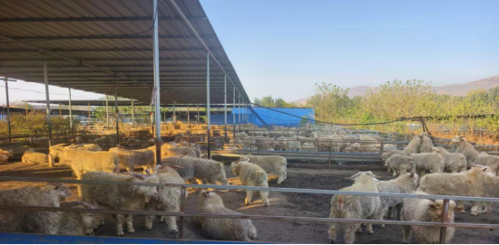 “两会”释放县域经济利好，分期乐助力普惠金融“沉下去”，特色产业“旺起来”