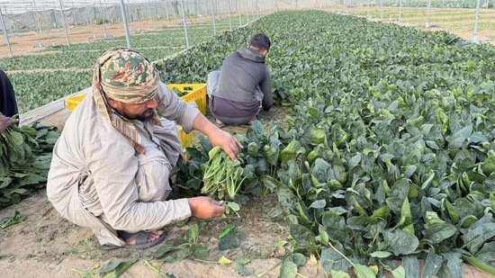 中东战火下的“菜篮子”保卫战! 独家对话阿联酋浙商会长:该如何稳住华人的餐桌? | 《欧陆志》