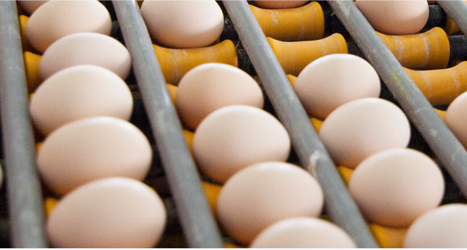 鸡蛋角黄素风波:黄天鹅硬刚职业打假人称“官检见”,个人送检打假模式受质疑