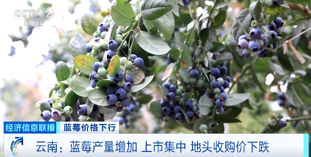 视频|降价超30%！蓝莓价格“跳水”