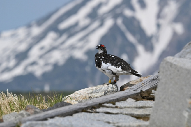 振翅之间,尼康伴你见自然之美