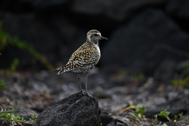 振翅之间,尼康伴你见自然之美