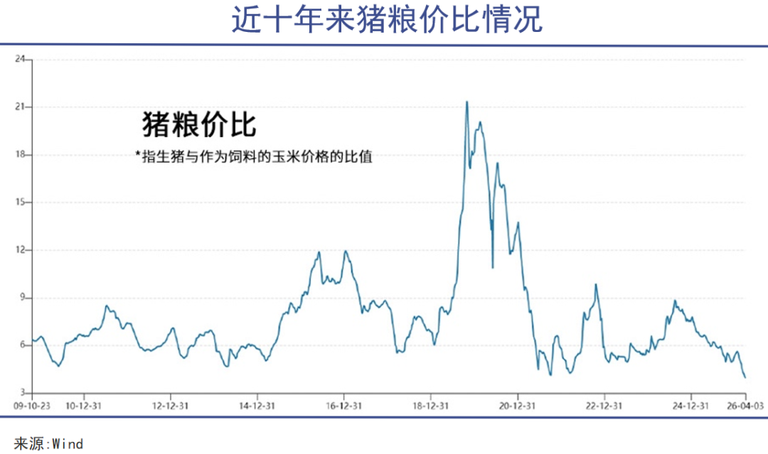 嗜血猪周期，前所未有