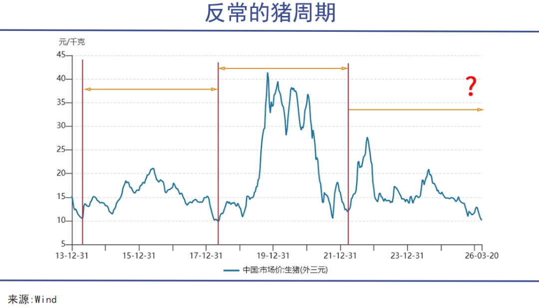 嗜血猪周期，前所未有