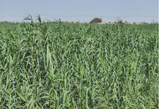 对口援疆赋能本地资源，阿拉尔这一企业营收超亿元