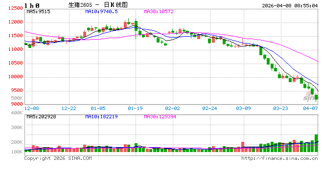 “多头不死、空头不止” 逾百亿资金鏖战生猪期货